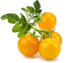 Click & Grow Smart Garden refill Yellow Mini Tomato 3pcs | SGR57X3