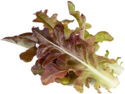 Click & Grow Smart Refill Red Oakleaf Lettuce 3pcs | SGR95X3